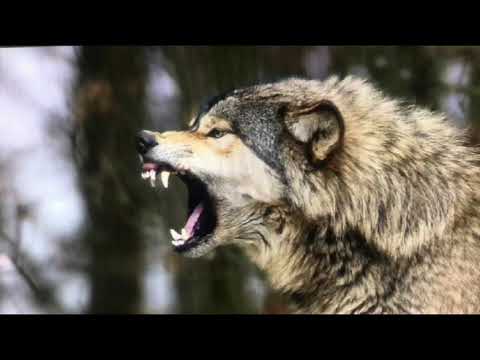 EwigerSturm - Manifest (Cover)