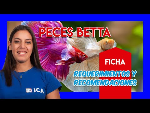 PEZ BETTA🐟 - Guía y cuidados - VÍDEO FICHA