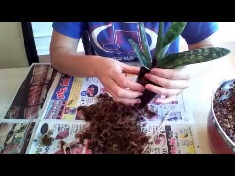 Repotting Paphiopedilum