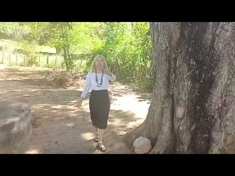 A árvore pau-brasil em Monte Santo-Bahia. 