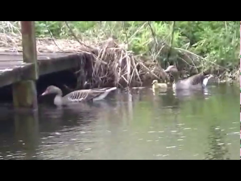 Rodzina gęsi gęgawej na stawie Siedliska Orlik.