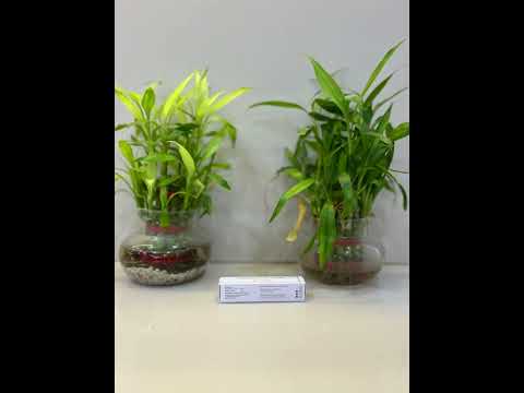 Testosterone Undecanoate 40 mg (Testaford)