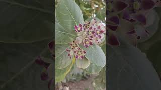 תפוח סדום - פתילת המדבר