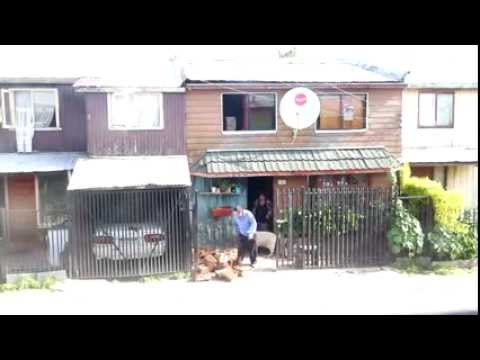Dog Carrying Firewood