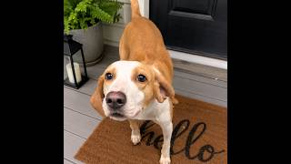 Video preview image #1 Mutt Puppy For Sale in Shelburne, VT, USA