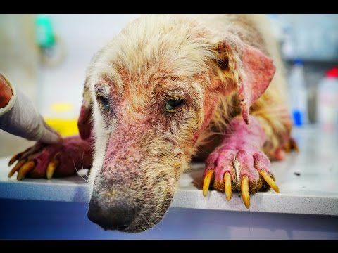 Amazing recovery of the Saddest Dog in the World