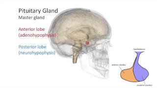 Hormones of the Hypothalamus and Pituitary Gland