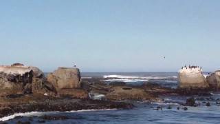 Seehunde Robben Kolonie Duiker Island / Sea lions Hout Bay near Capetown