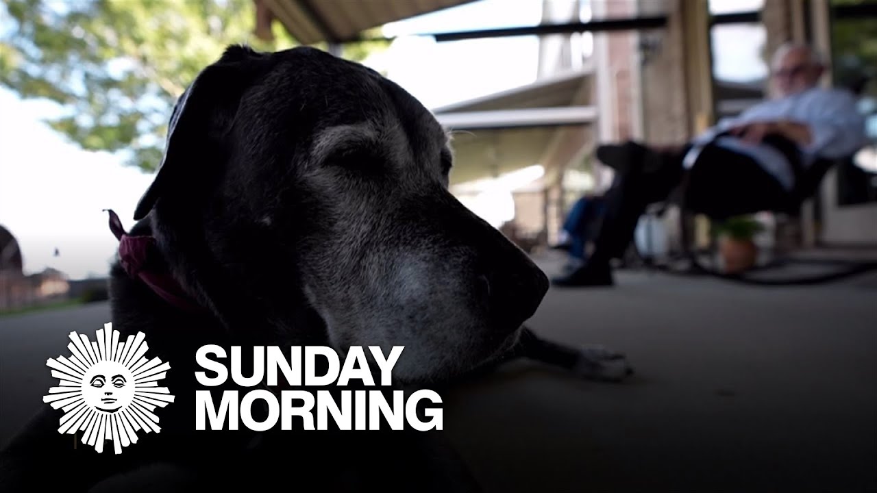 The Dog Aging Project