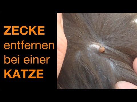 Zecke entfernen bei einer Katze [HD 2016]