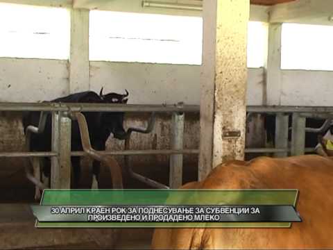 D1 Televizija VESTI 10.04.2013 - 30-ti April kraen rok za podnesuvanje na subvencii za mleko