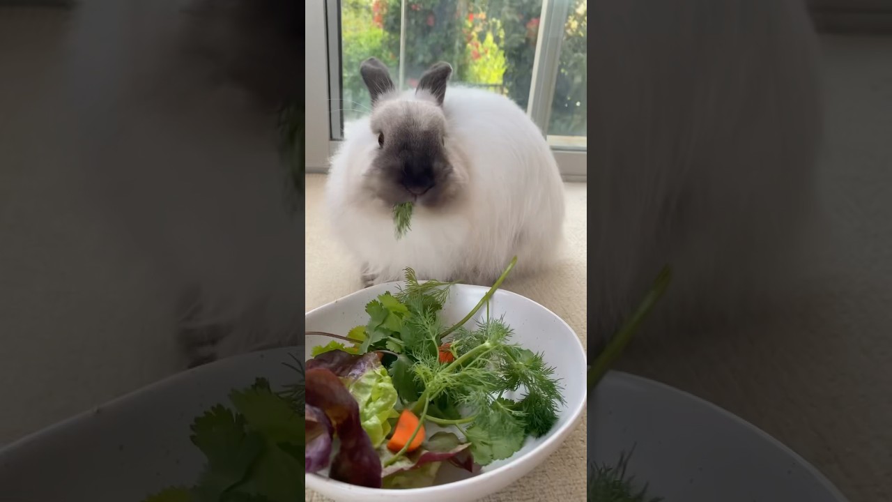 ASMR bunny morning routine 🐰 | #asmr #asmrsounds #bunnies #morningroutine