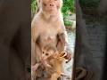 Monkey Video Monkey Bandar Bandar Monkey Monkeyvideo