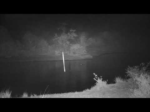 Djuma: Four Hippos in dam and audio of Lion roaring in distance - 03:01 - 10/07/2023