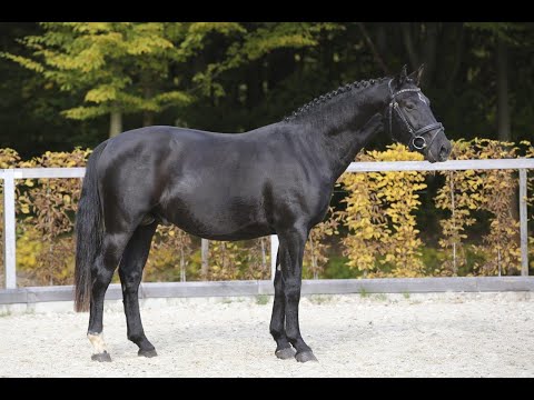 KN 12 v. Galantus - Geron