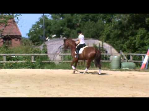 Very Talented Young Dressage Horse