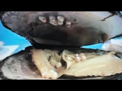 OVER 20 REAL GIANT PRICELESS PEARLS FOUND IN OYSTER DIG IT  ON FUN HOUSE TV