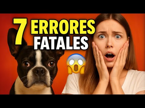 7 Errores Que Acortan la Vida de Tu Boston Terrier 😱