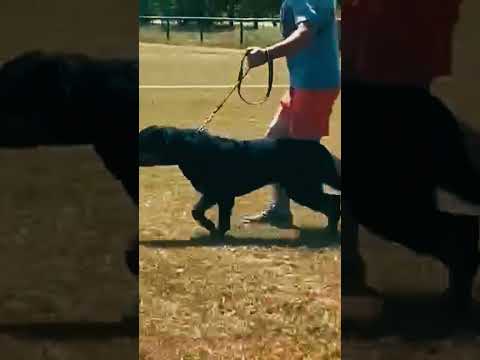 Rottweiler puppy for sale