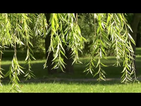 Kako da napravite vrbinu vodu, hormon za oživljavanje reznica