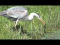 Grey Heron Eats Frog Birds Of The Netherlands