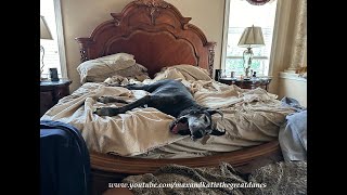 Funny Great Dane Doesn't Want to Get Out of Bed For Breakfast