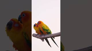 Download lagu #Romantic #Parrots #Loving #lovebirds #love #birds #wildlife #nature #colorful #cute #couple HA77271 mp3