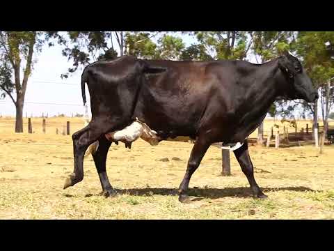 PARIDA E PRENHA DE EMBRIÃO - CHUVA FIV MILC - 8887-AK - 1/2 HOL X 1/2 GIR -