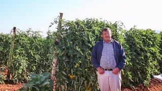 Growing Tomatoes with Drip in South Africa: Netafim Customer Testimonial