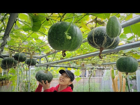 , title : 'Thu hoạch bí rợ (bí đỏ) chia sẻ cách trồng bí nhiều trái, hái rau lang 🇨🇦988》 Vườn Rau Việt'
