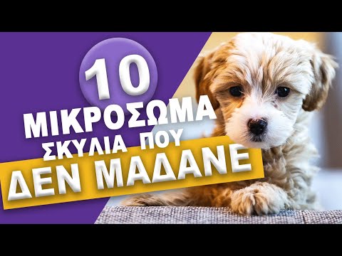 , title : '10 Μικρόσωμα Σκυλιά που Δεν Μαδάνε!'