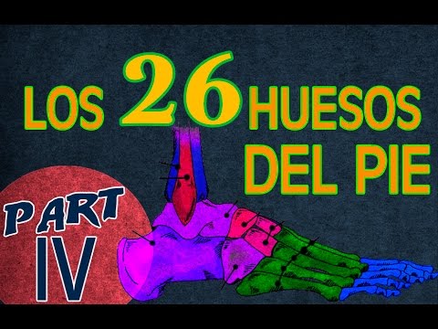 el rap de los huesos del pie |  Drawing ninja