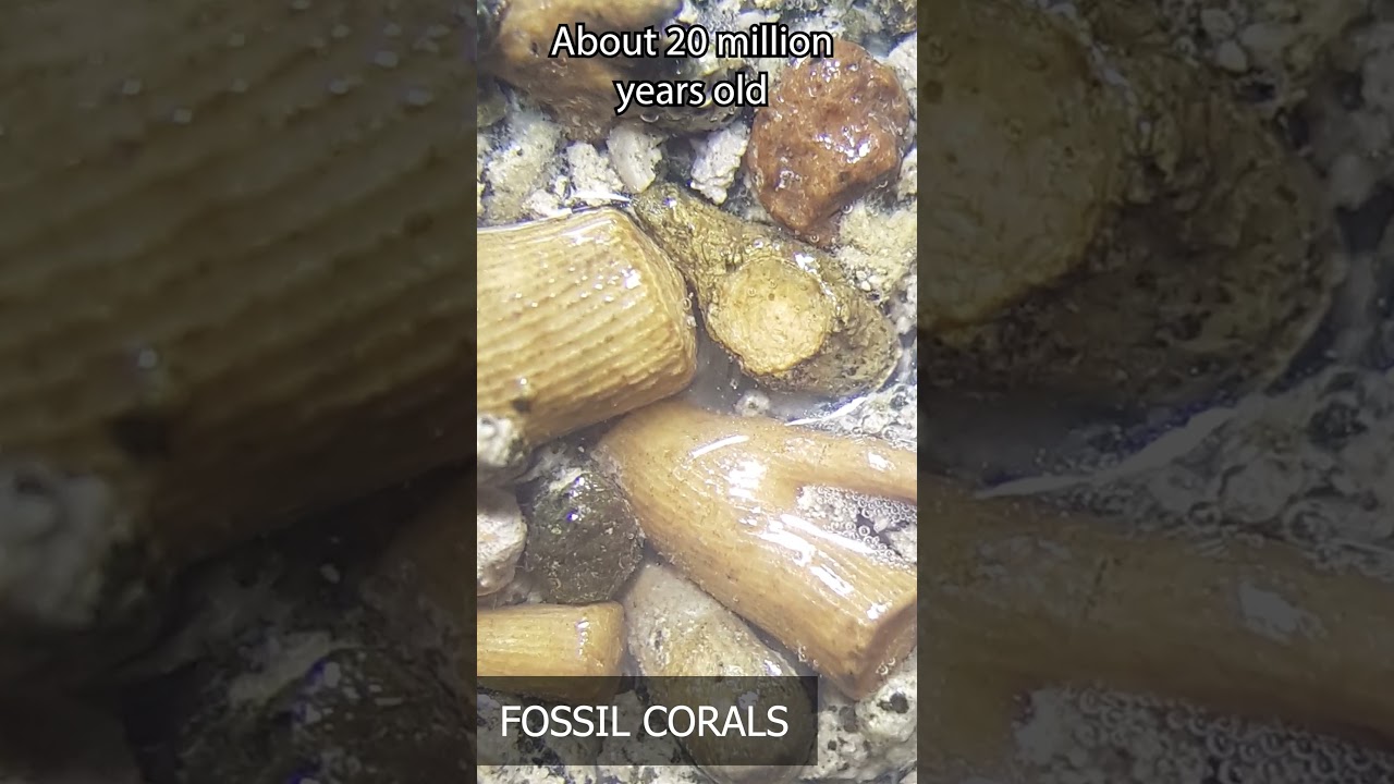 Fossil cooking with Mamlambo #fossil #cooking #sharkteeth