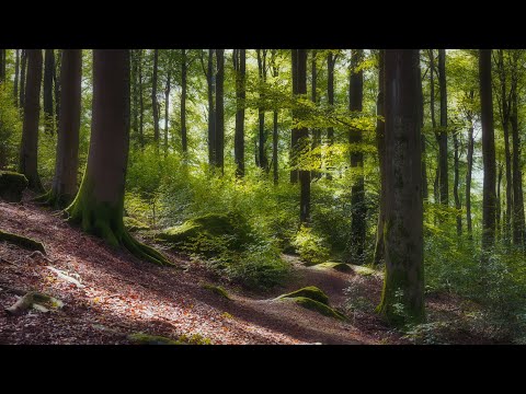 🌳 4K - Relaxing Nature Sounds For Stress Relief, Forest Sounds, Bird Song, ASMR, No AI