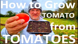 How to Sow and Germinate Tomato Seeds Using Fresh Tomato Seeds Straight from the Fruit