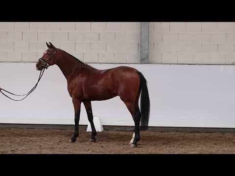 3j. brauner Wallach v. Dreiklang AT – Batman