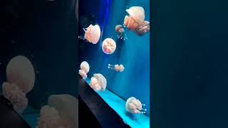 Download lagu Ubur ubur yang cantik #uburubur #animals #hewan #shorts #shortvideo mp3 Download lagu Ubur ubur yang cantik #uburubur #animals #hewan #shorts #shortvideo mp3
