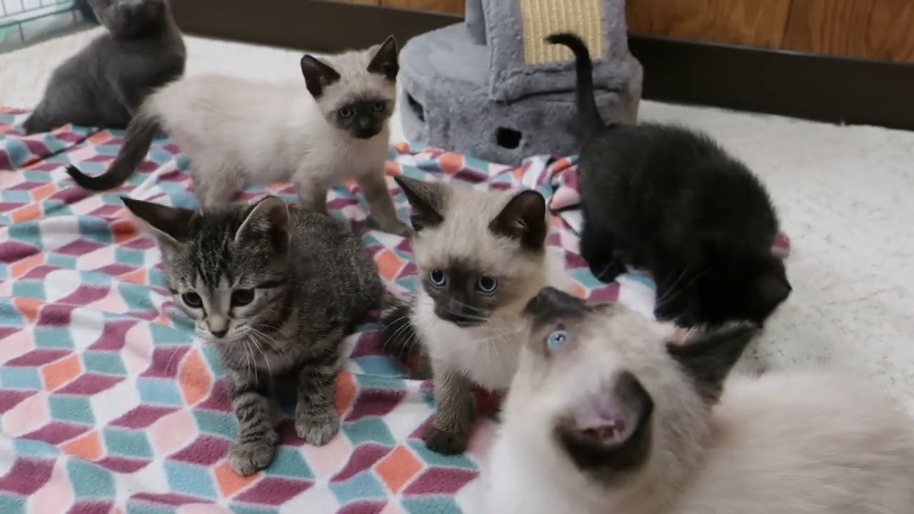 Enlarge Zilla & Calibri, an adopted mixed breed in Marseilles, IL video 2/2