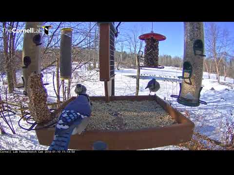 Blue Jays Take Advantage Of Cornell Feeders On Winter Morning – Jan 10, 2017