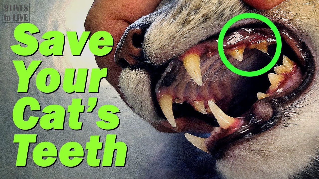 Watch video How to Keep Your Cat's Teeth Healthy: Did I Cause My Cat's Tartar Now How to Keep Your Cat's Teeth Healthy: Did I Cause My Cat's Tartar