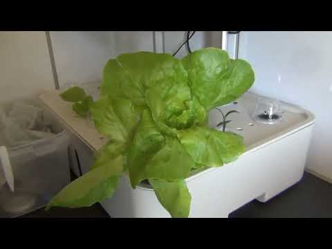 HobbyGartner Heidi WOW! Sjekk salaten, chili dag 19 til 25! Hydroponisk dyrking