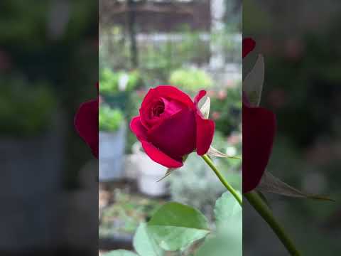 ピンクの花を咲かせる低木: ロマンチックな庭園を作るユニークな 5 種  庭園