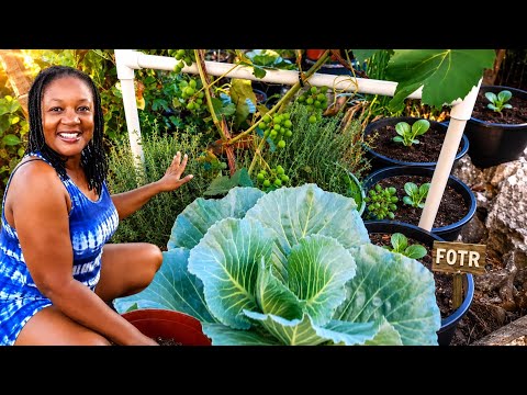 Maximize Your Harvest: Ideal Container Sizes for Fruits & Veggies