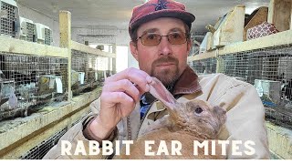 How to easily treat ear mites in Rabbits.