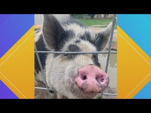 Pet Pics: Ruby the Pig is looking for a snack, of course - YouTube