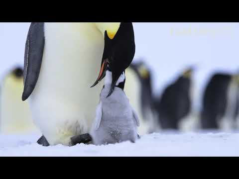 Tučniak cisársky (Aptenodytes forsteri) — kŕmenie mláďaťa v Atka Bay