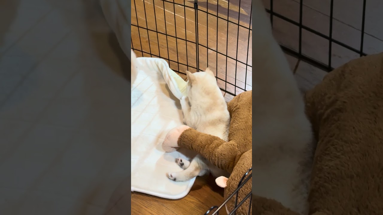 激しい泣き声w #豆柴カフェ #豆柴子犬