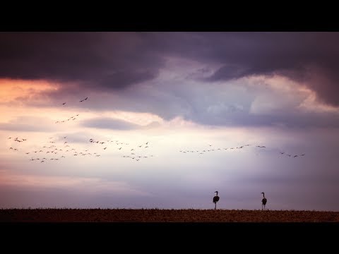 Eric Rigo - Flight Of The Birds (Owen Ear Remix) [Silk Music]