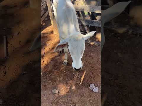 Scalibur tentando colocar a Bezerra machucada na seringa pra curar