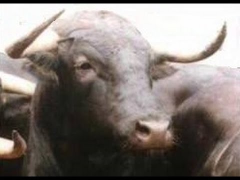 Herói Sem Medalha - Felipe e Falcão -  Melhor Interpretação -